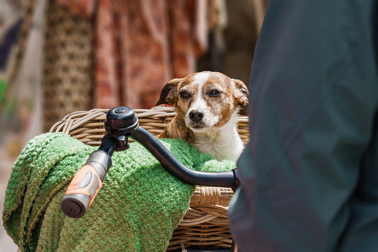 Hund im Fahrradkorb transportieren
